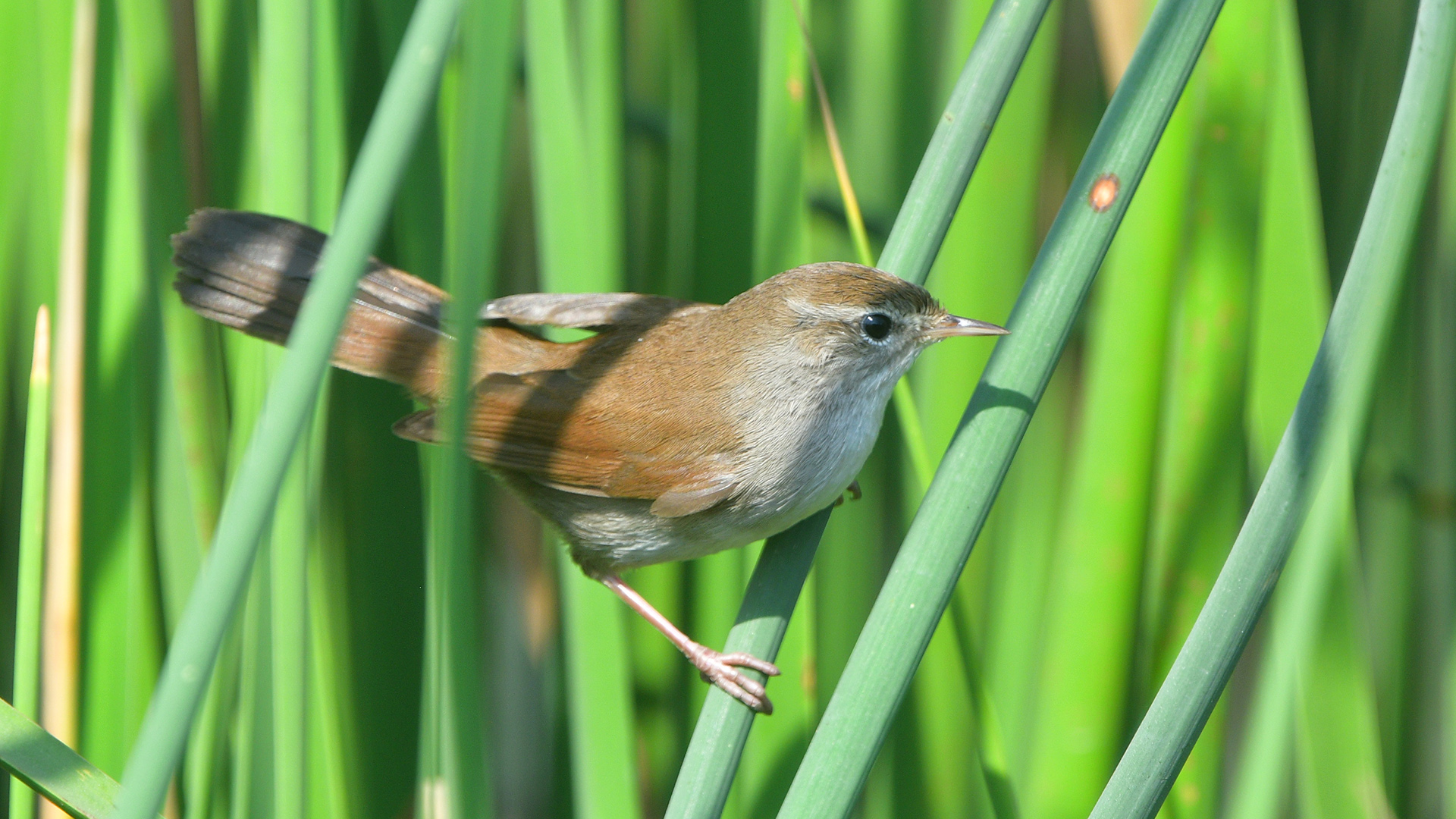 Cetti's Warbler